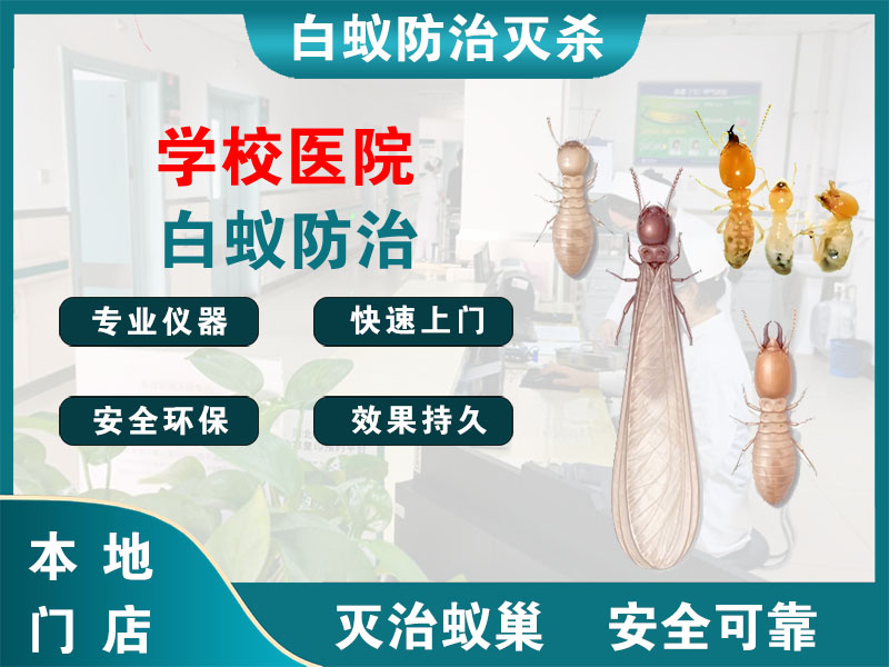 新北学校医院白蚁防治