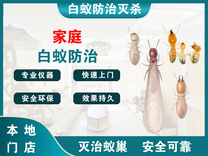 新北家庭白蚁防治