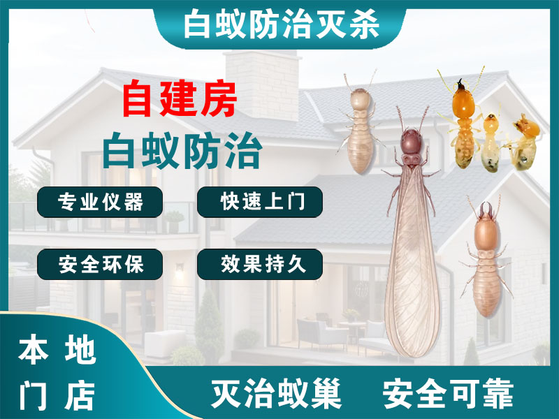 新北自建房白蚁防治