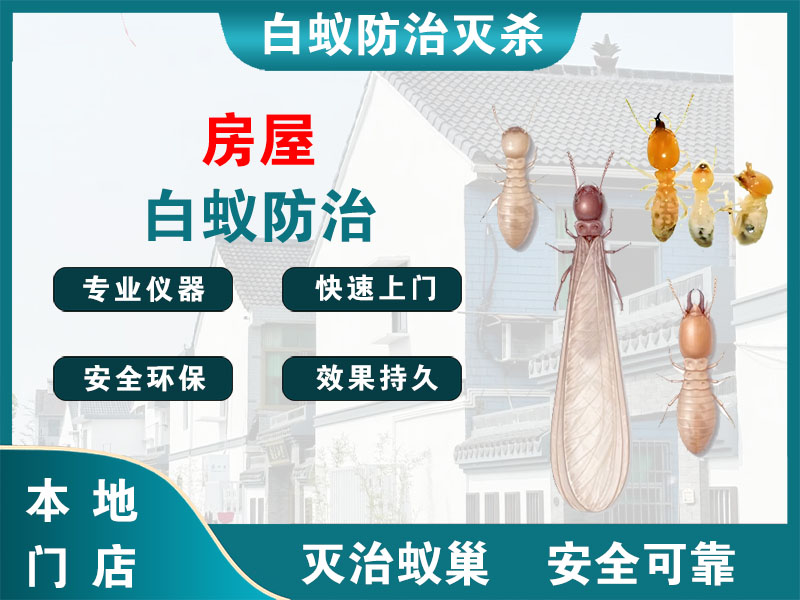 新北房屋白蚁防治